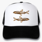 Кепки Trucker