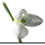 Весеннее настроение