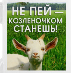 Не пей, козленочком станешь