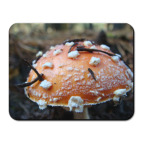 гриб мухомор