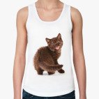 Милые котики, коты и котята