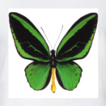 Бабочка GREEN