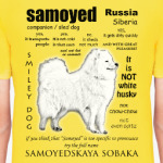 FAQ. Adult Samoyed