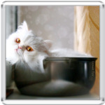  'Белый Перс'