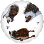 Любопытные ежики