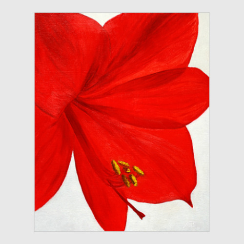 Постер с принтом Амариллис