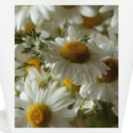 Ромашки, лето