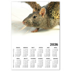 Крыса Пантерка