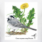 Белая трясогузка