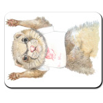 Хорек-спортсмен