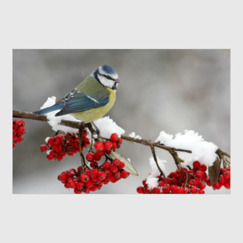 Постер с принтом Необыкновенные птицы