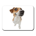 веселый рассел