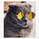 Кот-хитпстер