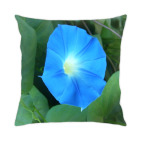 'Голубая звезда'