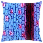 Живые клетки организма