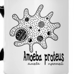 Amoeba&Paramecium