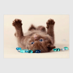 Милые котики, коты и котята