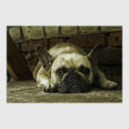 Французский бульдог