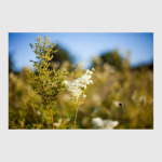 Сладкий аромат