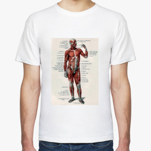 Футболка с принтом Мышечная система человека