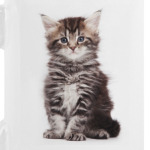 Кошки и котята