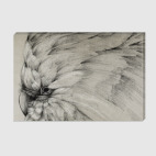 Былый попугай