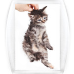 Котики-котята