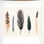Feather
