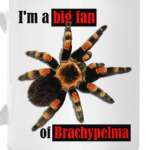 Brachys