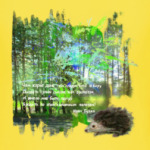 Ежик. Мимими. Дорога. Деревья. Роща. Небо.