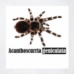 Acanthos