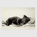 Милые котики, коты и котята