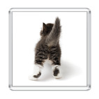 Котенок. Вид сзади