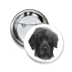 Черный терьер собака