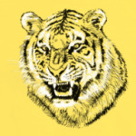 Тигр