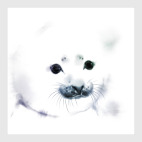 Постер 90 х 90 см Малыш тюлень