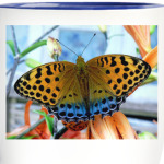 Лето и бабочка