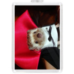 Дракула ёжик