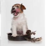 Щенки,щенята и собаки