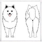  Два Самоеда