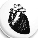  'Anatomy: Heart'