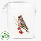 Зима птица рябина свиристель