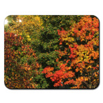 Краски осени