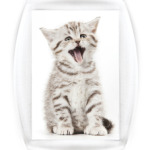 Котики-котята