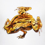 лягушка Kalophrynus interlineatus