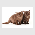 Милые котики, коты и котята