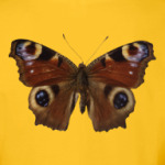 Крылья Бабочка