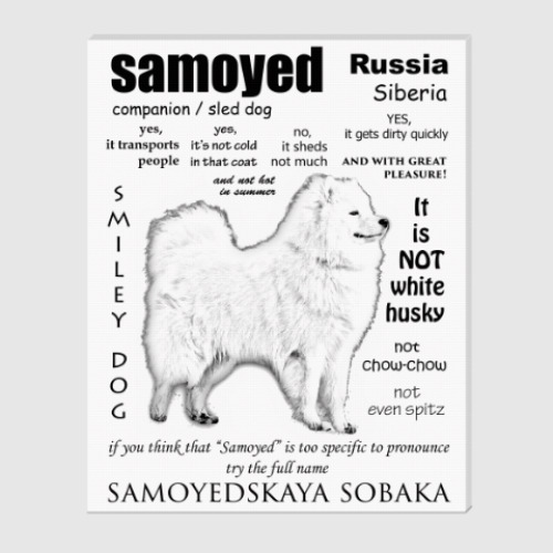 Холст с принтом FAQ. Adult Samoyed