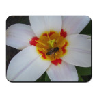 Белый цветок