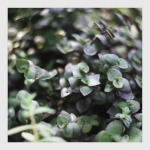 зеленый мираж